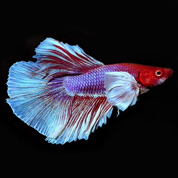 Dumbo Halfmoon Betta, Male Dumbo Halfmoon Betta, Male