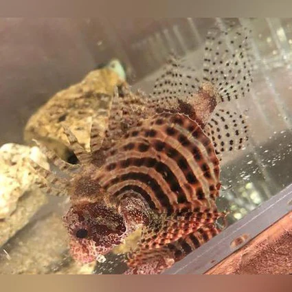 Dwarf-Fuzzy-Lionfish_425x425.webp Dwarf Fuzzy Lionfish