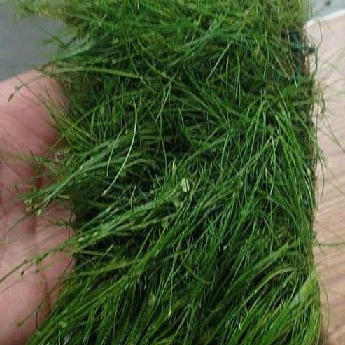 Dwarf-Hairgrass.jpg Dwarf Hairgrass Potted