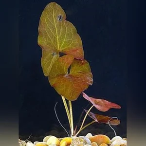 Dwarf-Lily-Bulb.webp Dwarf Lily Bulb