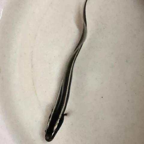 ENGINEER_GOBY1.webp Engineer Goby