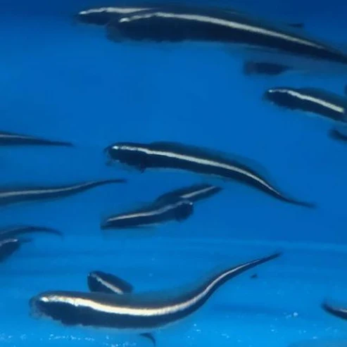 ENGINEER_GOBY3-1.webp Engineer Goby