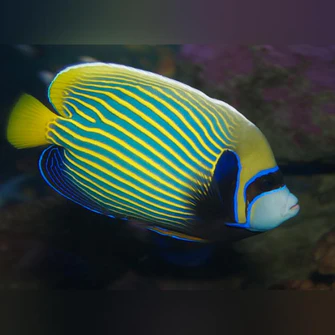 Emperor-Angelfish-adult_335x335.webp Emperor Angelfish (Adult)