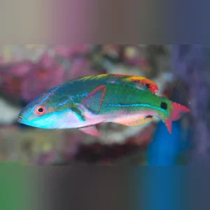 Exquisite_Fairy_Wrasse_Africa_64b7cb45-b154-4d87-9ed8-8a90a0cd9984.webp Exquisite Fairy Wrasse