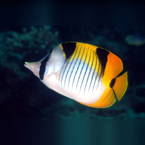 Falcula-Butterflyfish.webp Falcula Butterflyfish