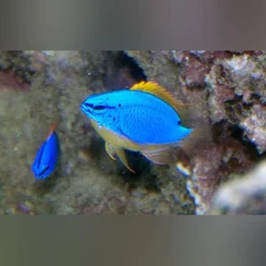 Blue Fiji Devil Damselfish