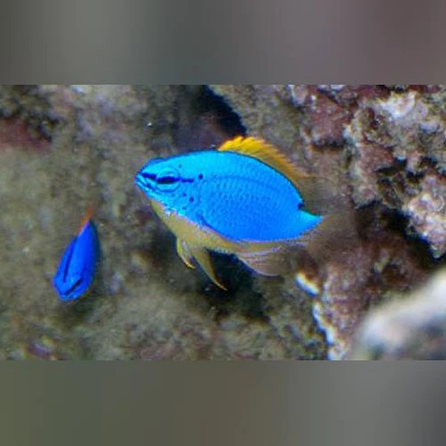 Fiji-Devil-Damselfish.webp Blue Fiji Devil Damselfish