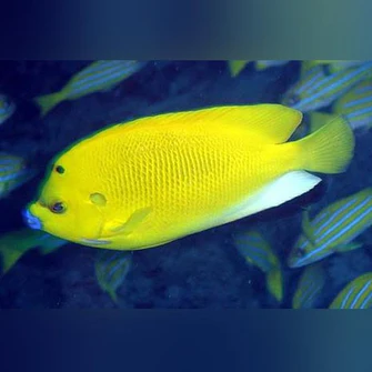 Flagfin-Angelfish_335x335.webp Flagfin Angel
