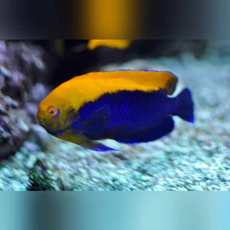 Flameback-Angelfish_335x335.webp Flameback Angelfish