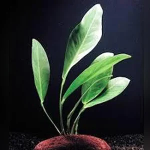 Frazeri-Anubias.webp Frazeri Anubias