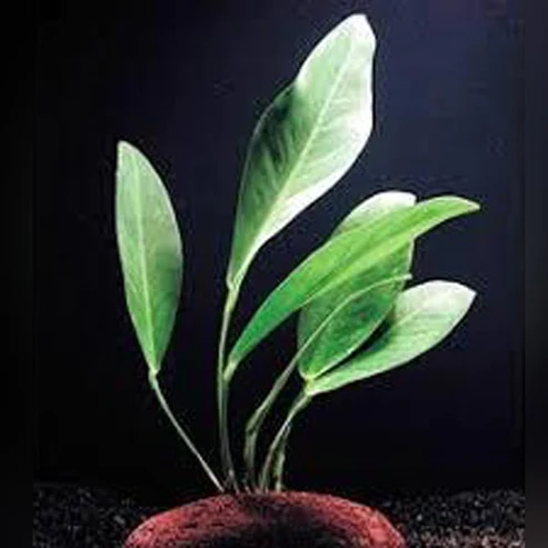 Frazeri-Anubias.webp Frazeri Anubias