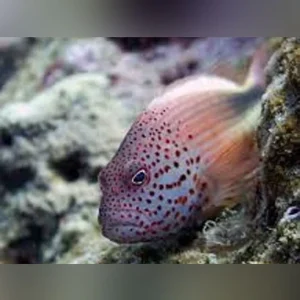 Freckled Hawkfish