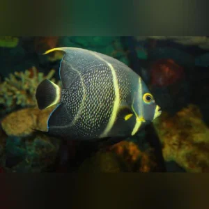 French Angelfish (SEMI-AGGRESSIVE) 