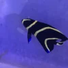 French_angel_335x335.webp French Angelfish (SEMI-AGGRESSIVE)