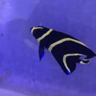 French_angel_335x335.webp French Angelfish (SEMI-AGGRESSIVE)