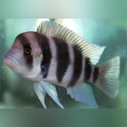 Frontosa-Cichlid_433x433.webp Frontosa Cichlid