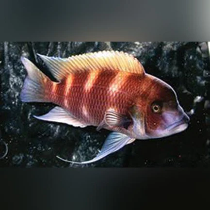 Frontosa-Red_433x433.webp Frontosa Red