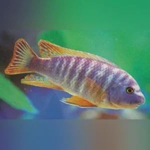 Fuelleborni-Cichlid-Blue_433x433.webp Fuelleborni Cichlid Blue