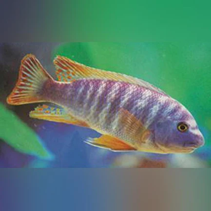 Fuelleborni-Cichlid-Blue_433x433.webp Fuelleborni Cichlid Blue