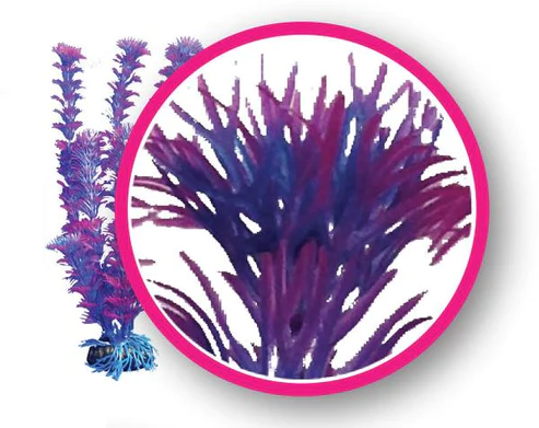 FuschiaFern_1_grande_f304d917-cb80-46ae-b7cd-44e4e2f631b8.webp Fuschia Fern