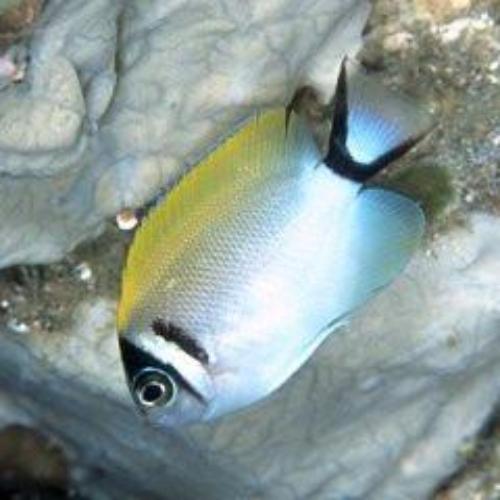 Genicanthus_semifasciatus_500x500.jpg Masked Swallowtail Angelfish