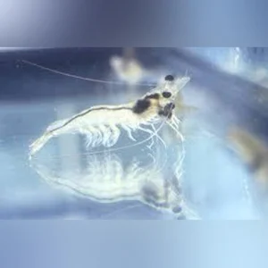 Ghost-Shrimp.webp Ghost Shrimp (Pack of 20)