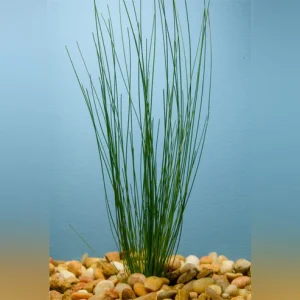 Giant-Hairgrass-Potted.webp Giant Hairgrass Potted
