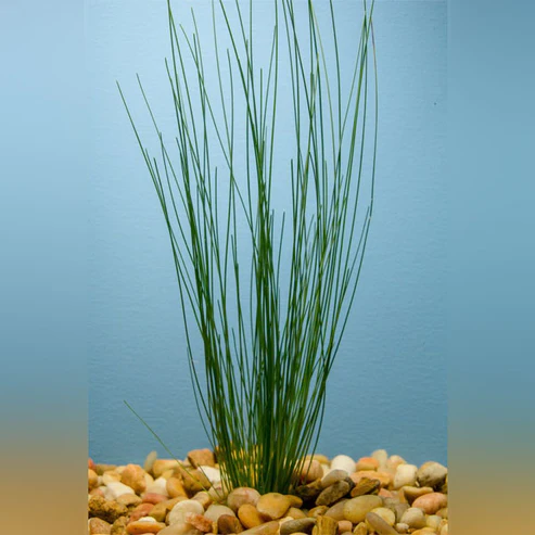 Giant-Hairgrass-Potted.webp Giant Hairgrass Potted