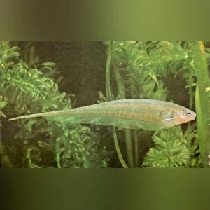 Glass-Knife-Fish.webp Glass Knifefish