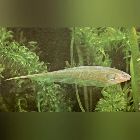Glass Knifefish