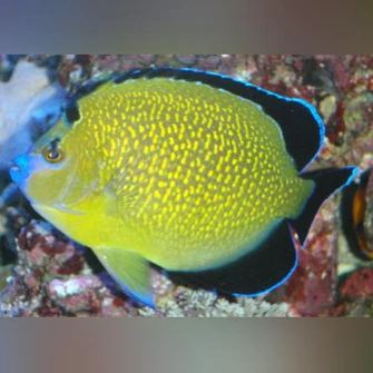 Gold-Flake-Angelfish_335x335.webp Goldflake Angelfish