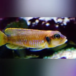 Gold-Ocellatus-Cichlid_433x433.webp Gold Ocellatus Cichlid