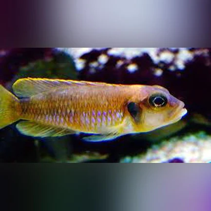 Gold-Ocellatus-Cichlid_433x433.webp Gold Ocellatus Cichlid