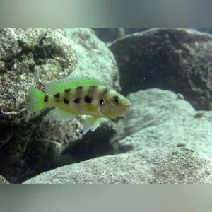 Gold-Sexfasciatus_433x433.webp Gold Sexfasciatus Cichlid