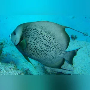 Gray  Angelfish