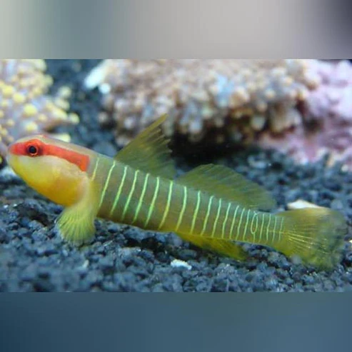 Green-Banded-Goby.webp Green Banded Goby