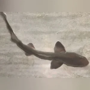 Grey Smooth Hound Shark
