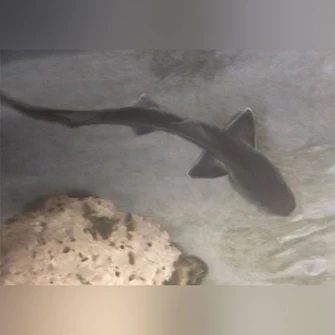 Grey-Smooth-Hound-Shark_335x335.webp Grey Smooth Hound Shark