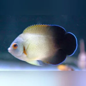 Half Black Angelfish 