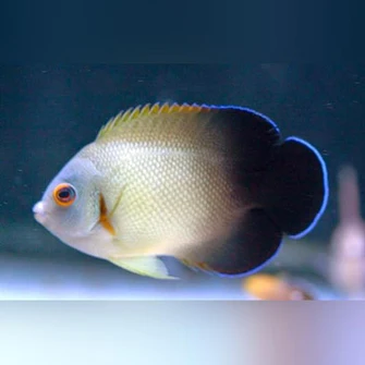 Half-Black-Angelfish_335x335.webp Half Black Angelfish
