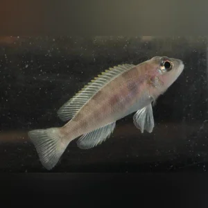 Hecqui-Shell-Dweller_433x433.webp Hecqui Shell Dweller