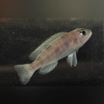 Hecqui-Shell-Dweller_433x433.webp Hecqui Shell Dweller