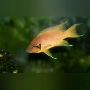 Heliantus-Cichlid_433x433.webp Heliantus Cichlid