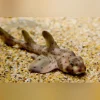 Horn-Shark_335x335.webp Horn Shark