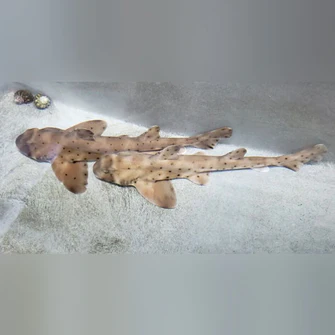 Horn-Shark_65c11e89-f037-4708-abd0-a79b4f6a0abe_335x335.webp Horn Shark