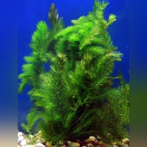 Hornwort.webp Hornwort