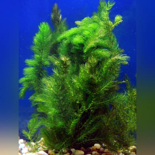 Hornwort.webp Hornwort