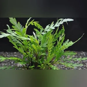 Hygrophila-Pinnatifida.webp Hygrophila Pinnatifida