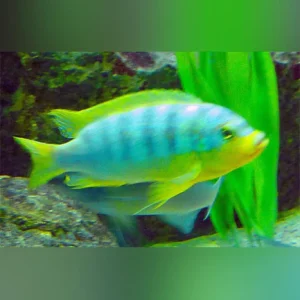Ice-Blue-Cichlid_433x433.webp Ice Blue Cichlid