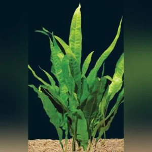 Java-Fern.webp java fern